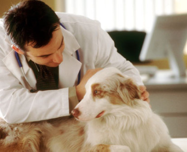 medic veterinar