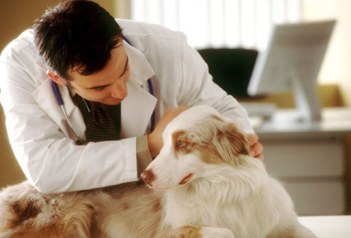 medic veterinar
