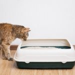 Cum alegi litiera potrivită pentru pisica ta? 5 sfaturi utile